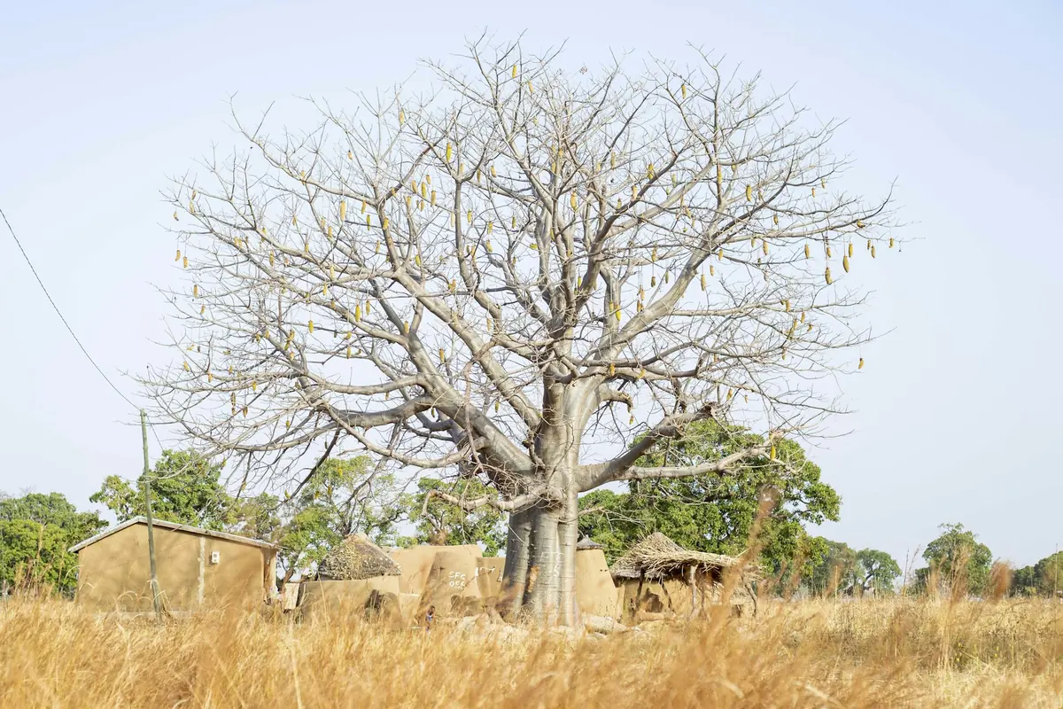 Baobab tree and village in the savannah of northern Ghana